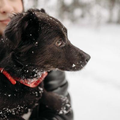 Small black dog with red collar being held in snowy winter landscape